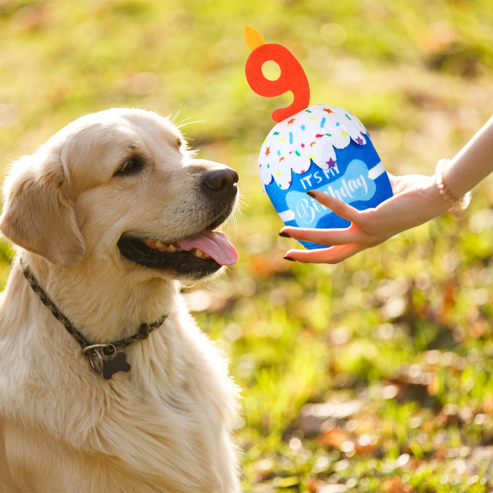 Dansydaisy regalo-perro-aniversario-azul: regalo ideal para fiestas y momentos de juego.