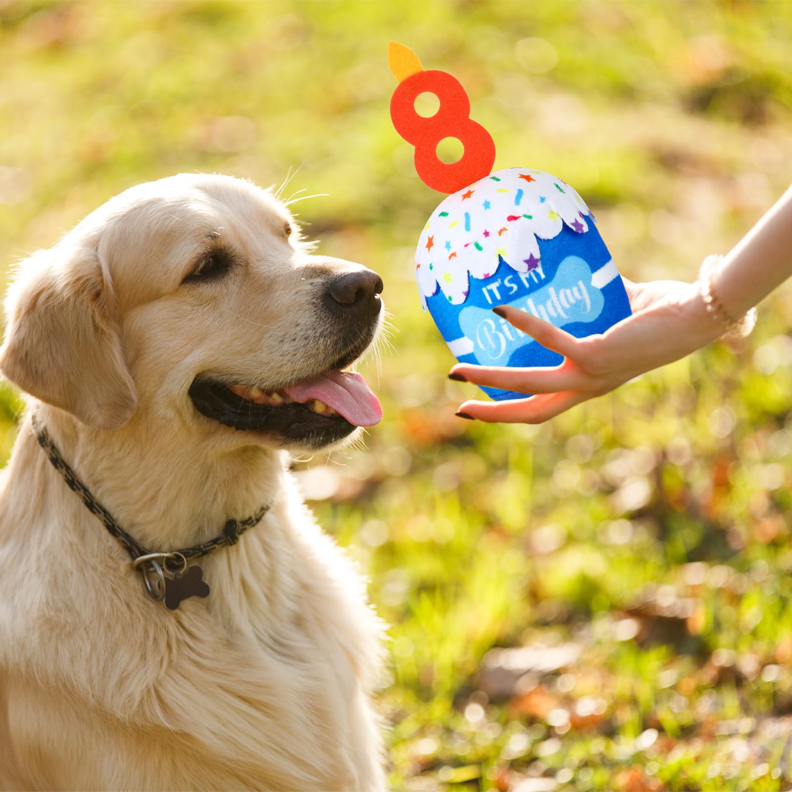Dansydaisy tamaño versátil para perros de todas las razas y tamaños.
