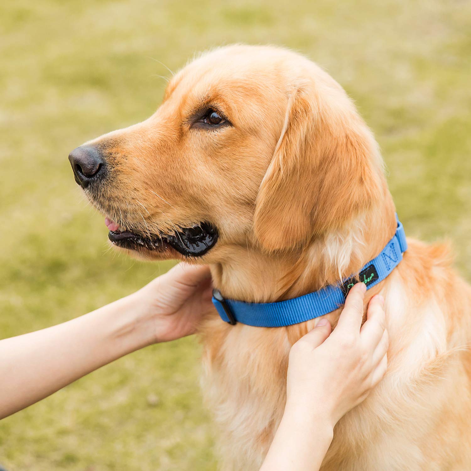 Ajuste mediano Dazzber martingale para perros de talla media.