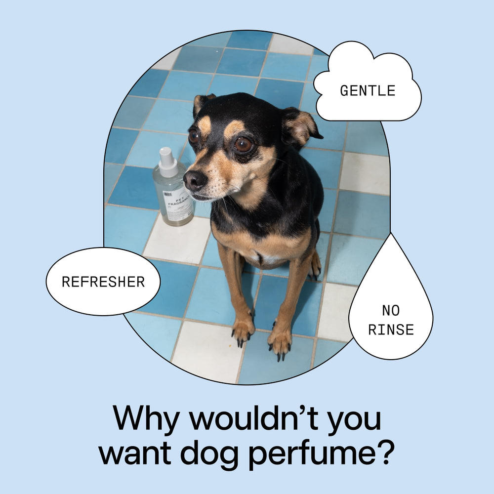 DedCool Pet Fragrance 01 Taunt: cuidado de mascotas para un hogar más agradable
