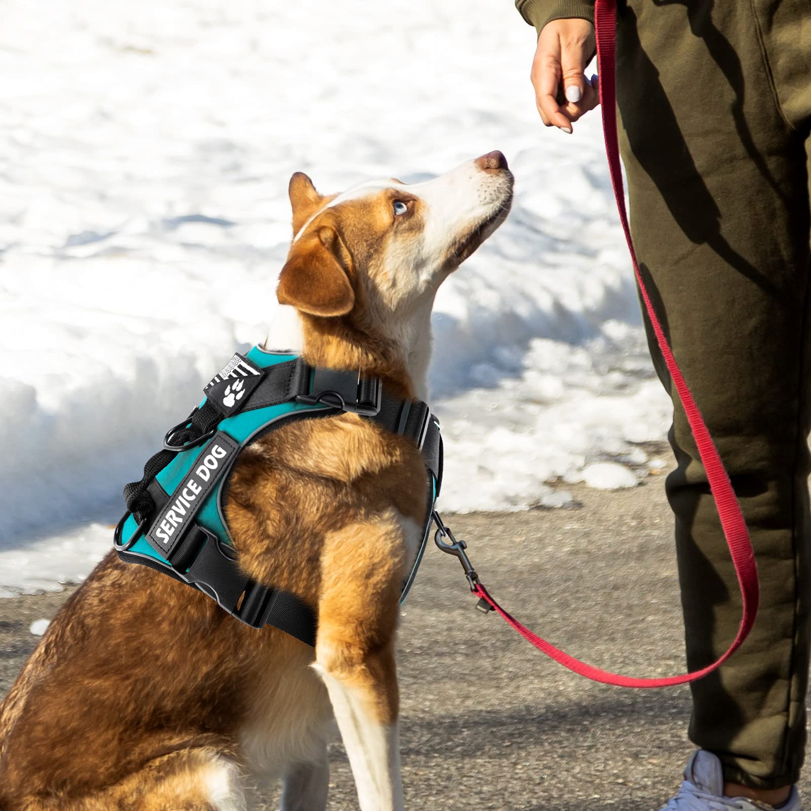 Demigreat arnés perro con parches de servicio y entrenamiento incluidos.
