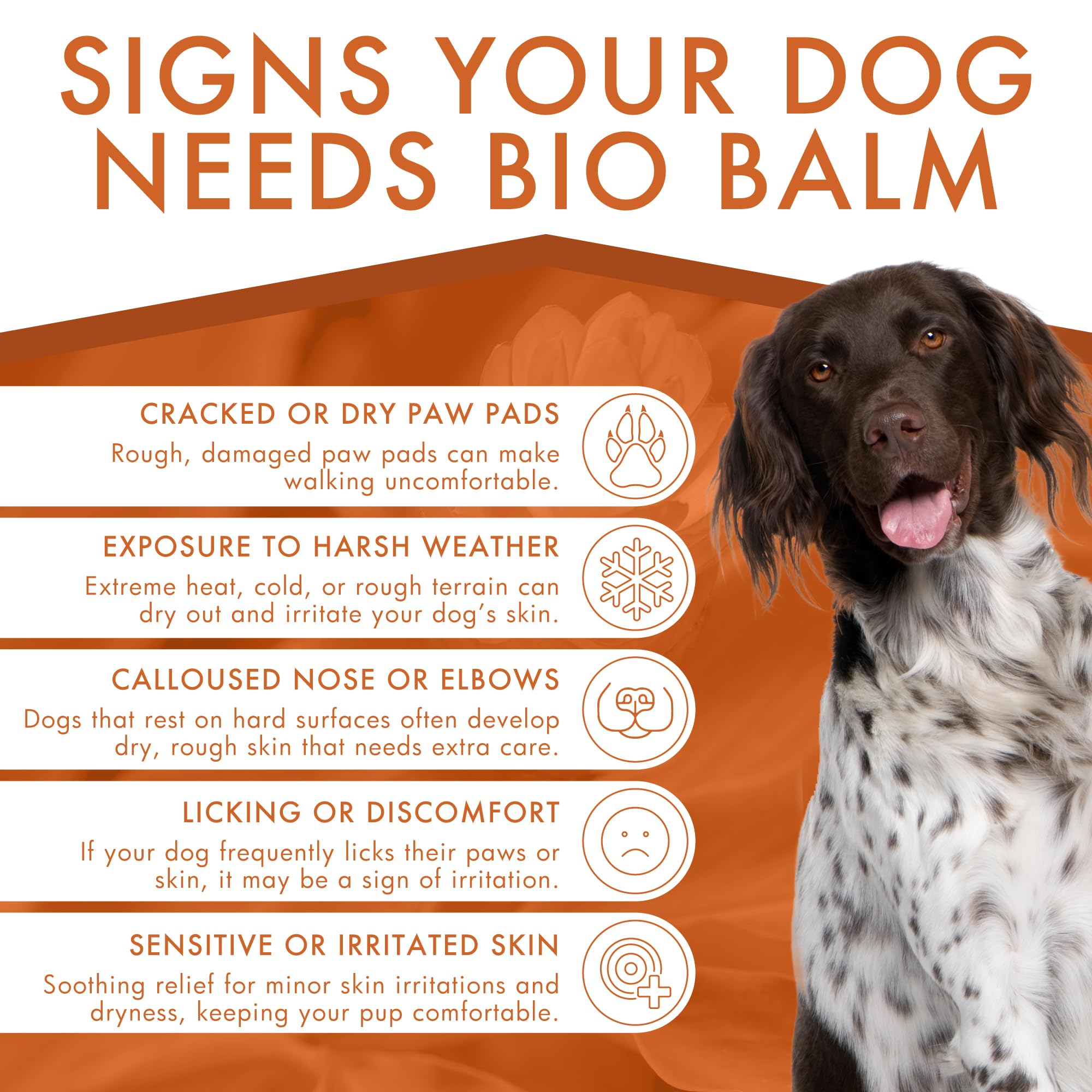 Aplicación suave del bálsamo Dermoscent Bio en patas