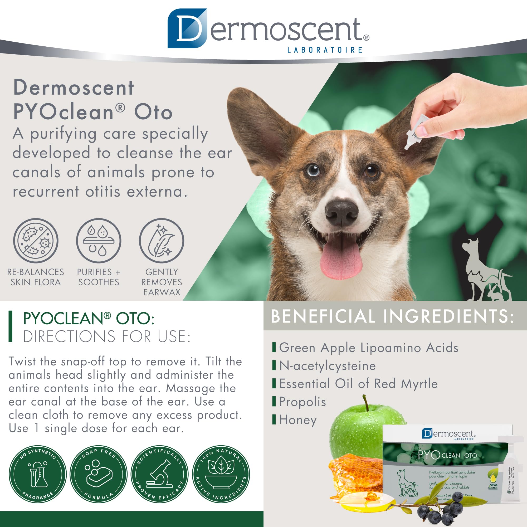 Dermoscent Pyoclean OTO: aplicación de gotas en oreja canina para masaje suave.