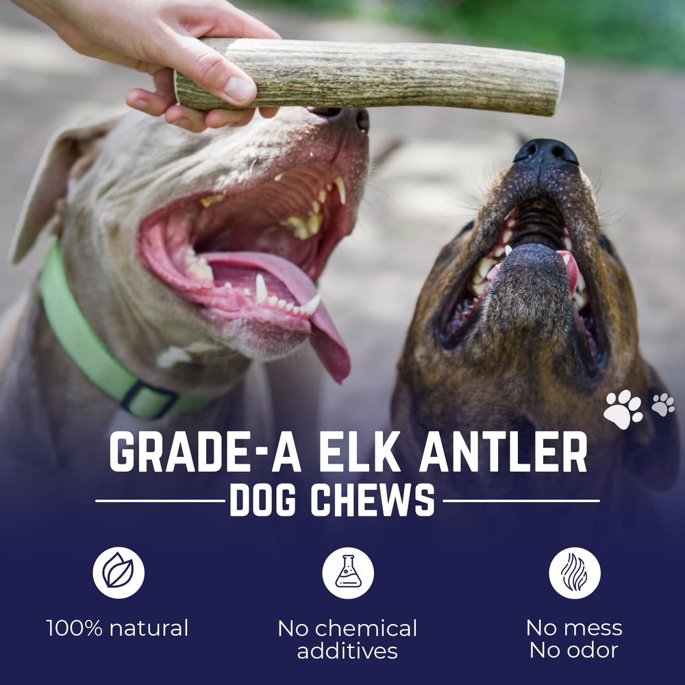 Asta de ciervo natural caída de Montañas Rocosas para masticar, Devil Dog Pet Co.