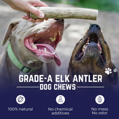 Asta de ciervo natural caída de Montañas Rocosas para masticar, Devil Dog Pet Co.