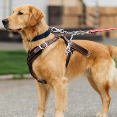 Conexión collar-arnés estable con DEYACE para control sólido.