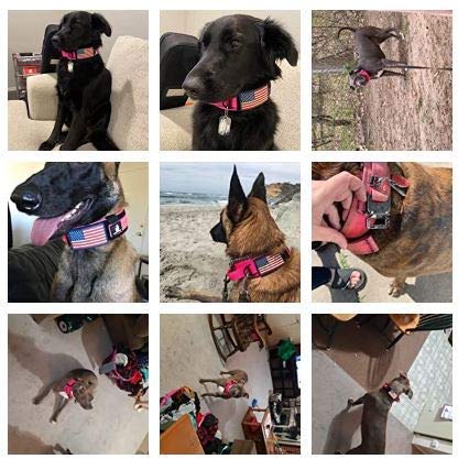 DEZIZEUSK9 collar duradero para perros grandes, cómodo y estable.