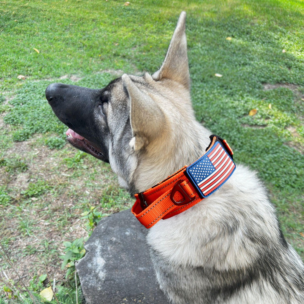 DEZIZEUSK9 collar con placa nombre personalizable para reconocimiento.