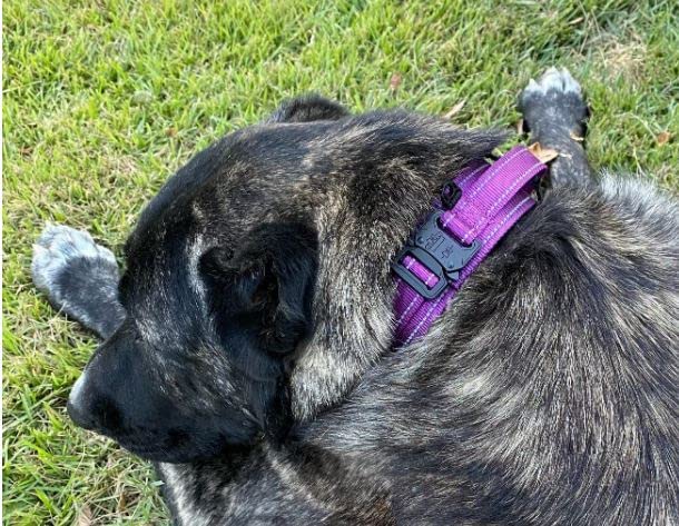 Asa de control robusta para manejo firme con DEZIZEUSK9