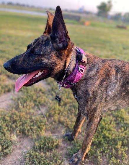 Bordado reflectante en collar DEZIZEUSK9 para seguridad nocturna