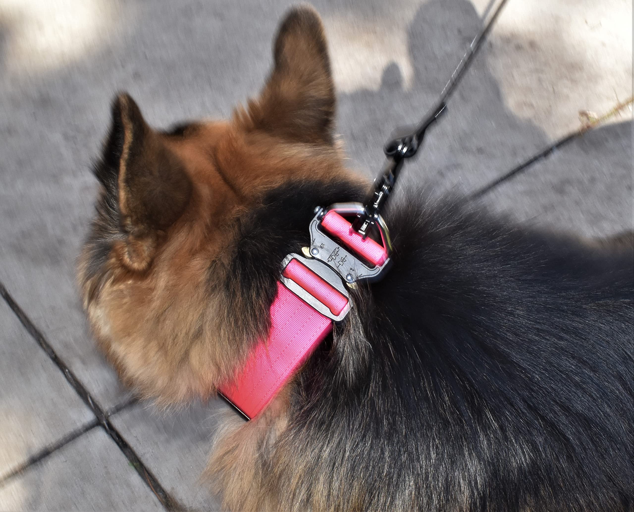 DEZIZEUSK9 collar táctico ideal para entrenamiento y perros de trabajo.