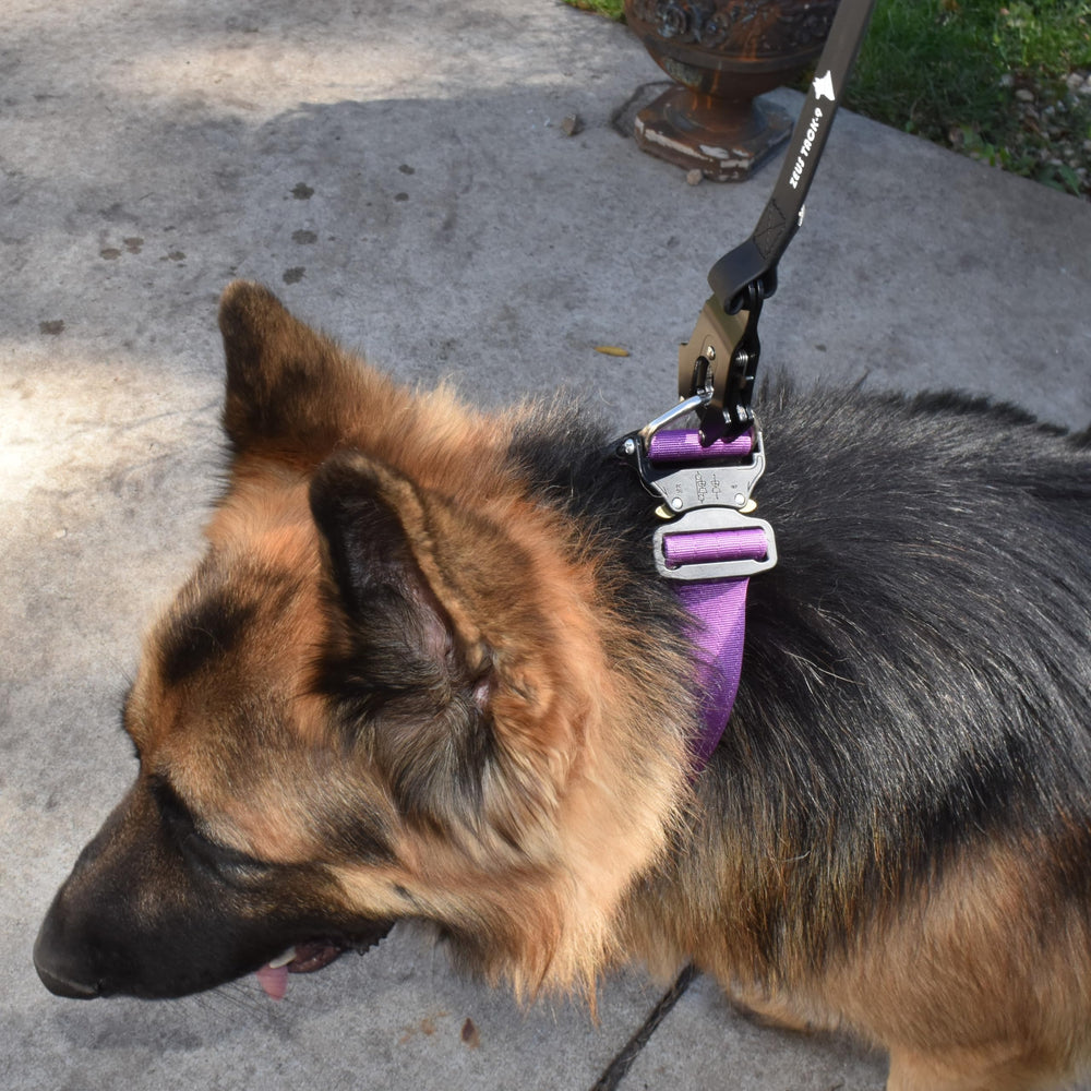 DEZIZEUSK9 correa, perfecta para paseos diarios y control.