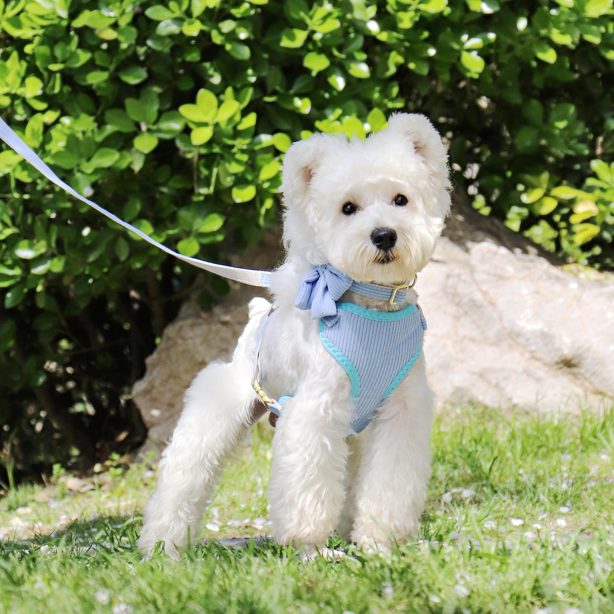Didog collar ajustable para perros pequeños con lazo azul, ajuste cómodo