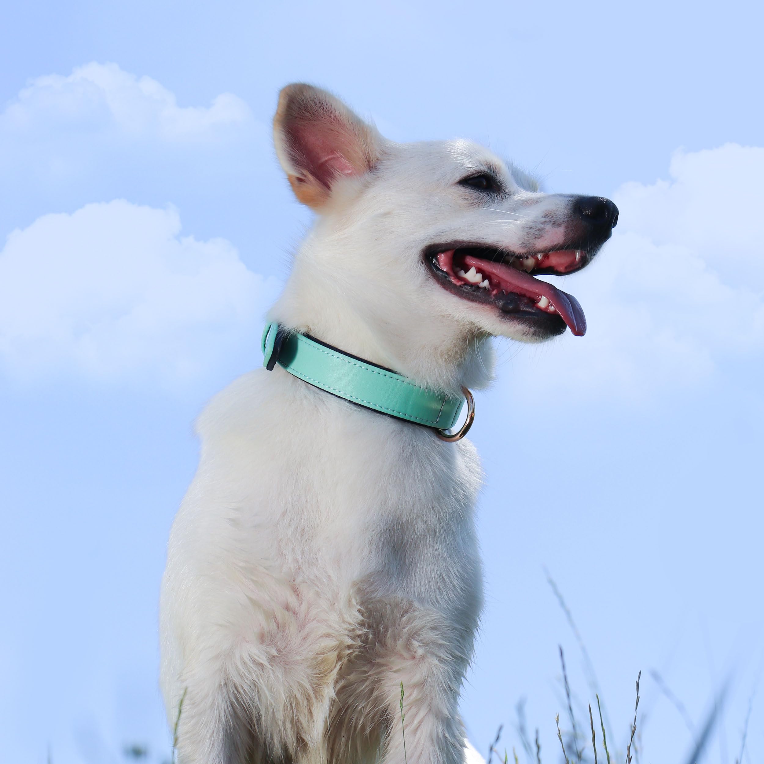 Didog collar cierre metálico: mayor durabilidad y seguridad en paseos.