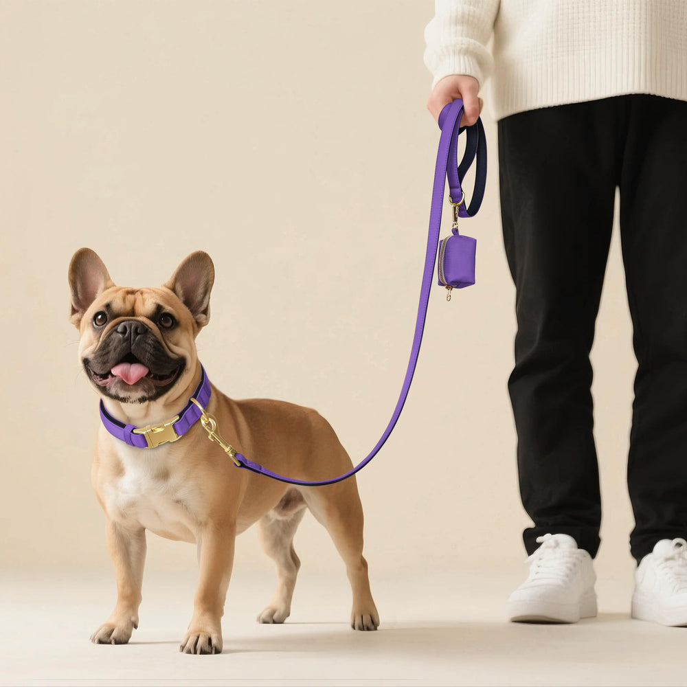 Didog collar en colores vibrantes para expresar estilo al caminar.
