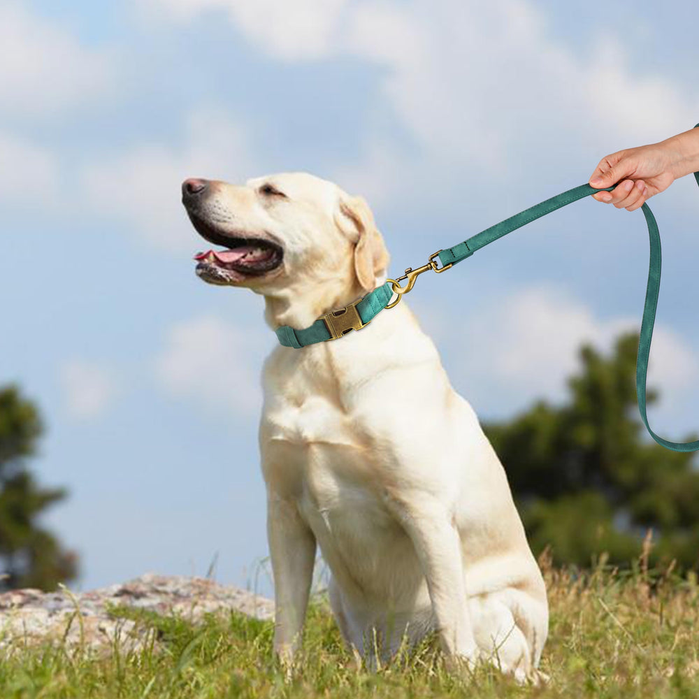 Didog collar PU verde, fácil de limpiar tras paseos activos.