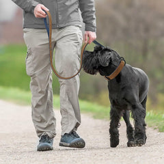 Didog collar con hebilla metálica y ajuste duradero