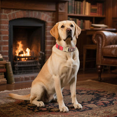 Interior de nailon suave y exterior PU, Didog collar grande rojo.