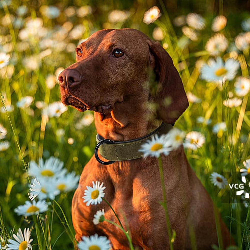 Didog hebilla ajustable robusta, segura para perros grandes durante caminatas prolongadas.
