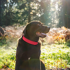 Didog collar rojo transpirable mostrado en cuello de gran tamaño, comodidad diaria.