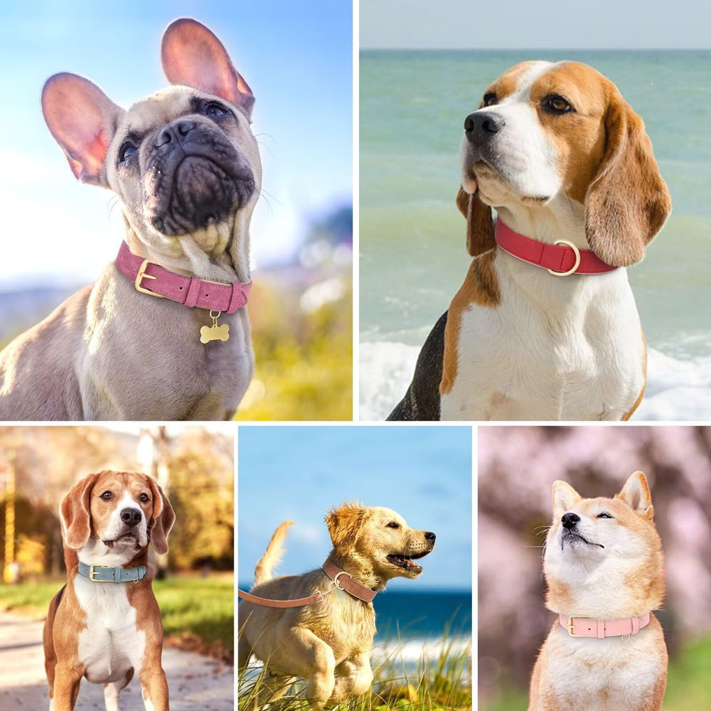 Didog collar uso diario para perro mediano, cómodo en caminatas.