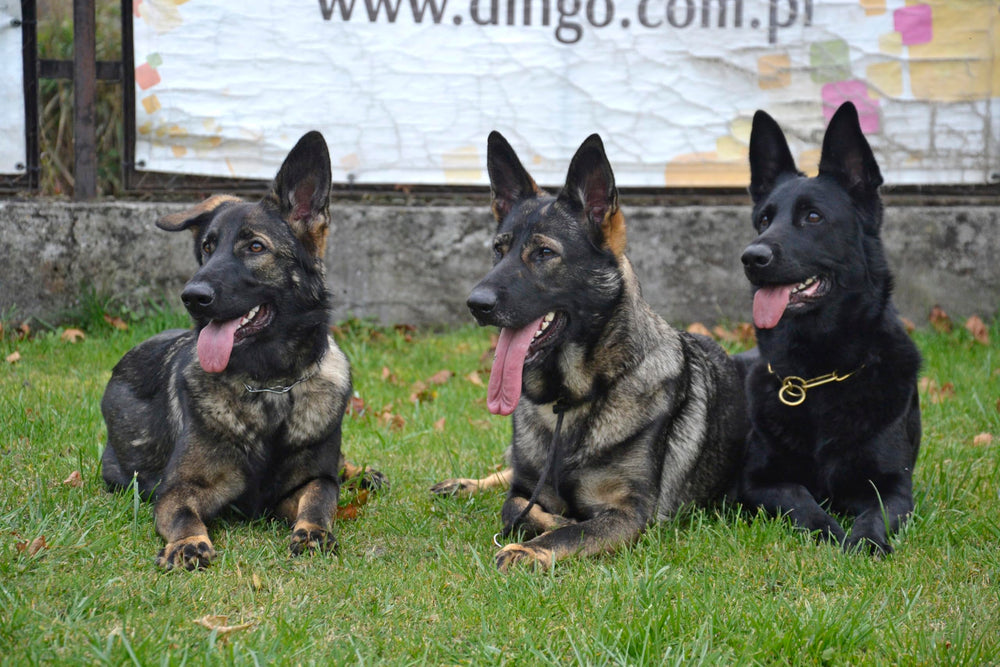 Dingo Gear material de cuerda resistente, collar duradero y lavable