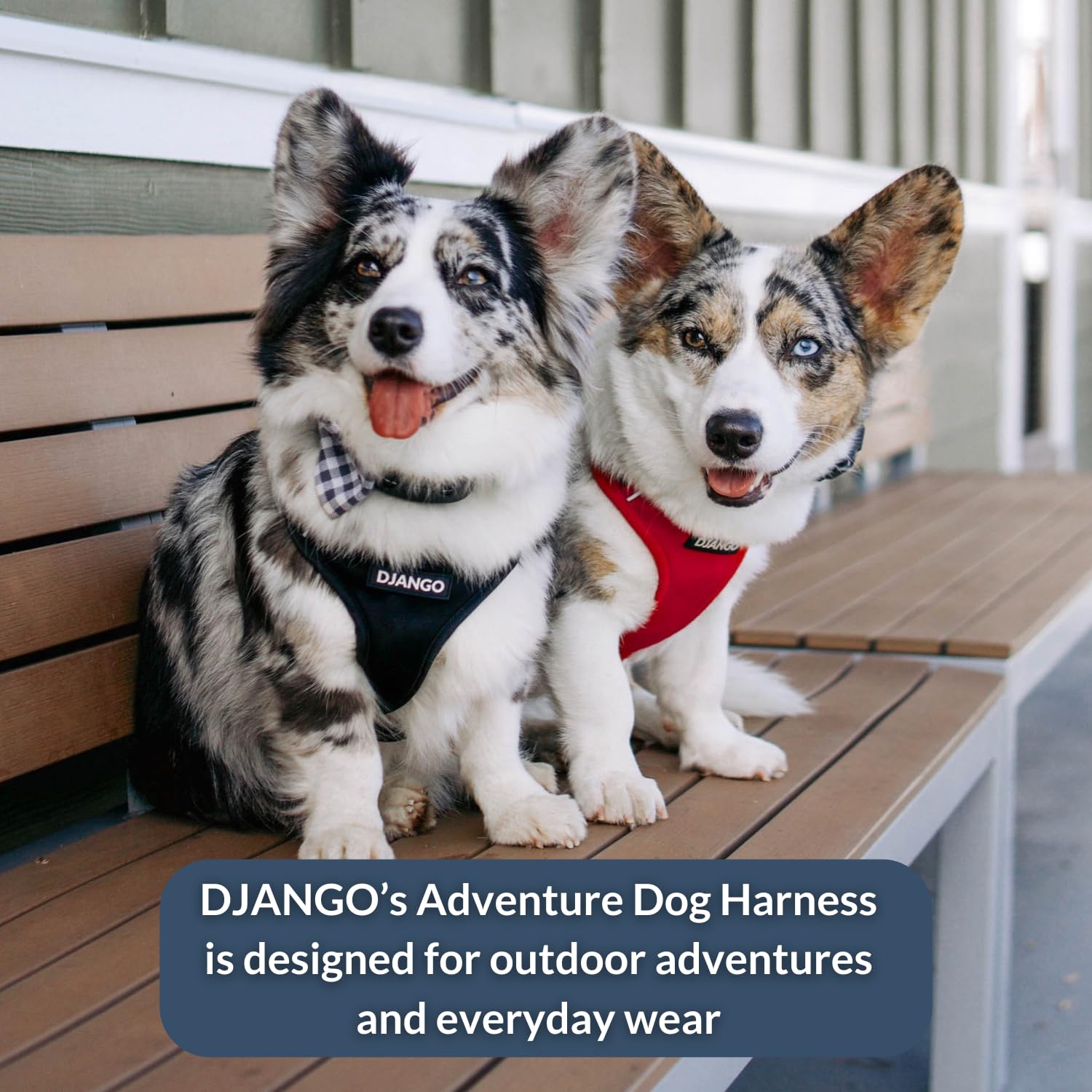 Guía de tallas DJANGO para un ajuste perfecto en perros pequeños a medianos.