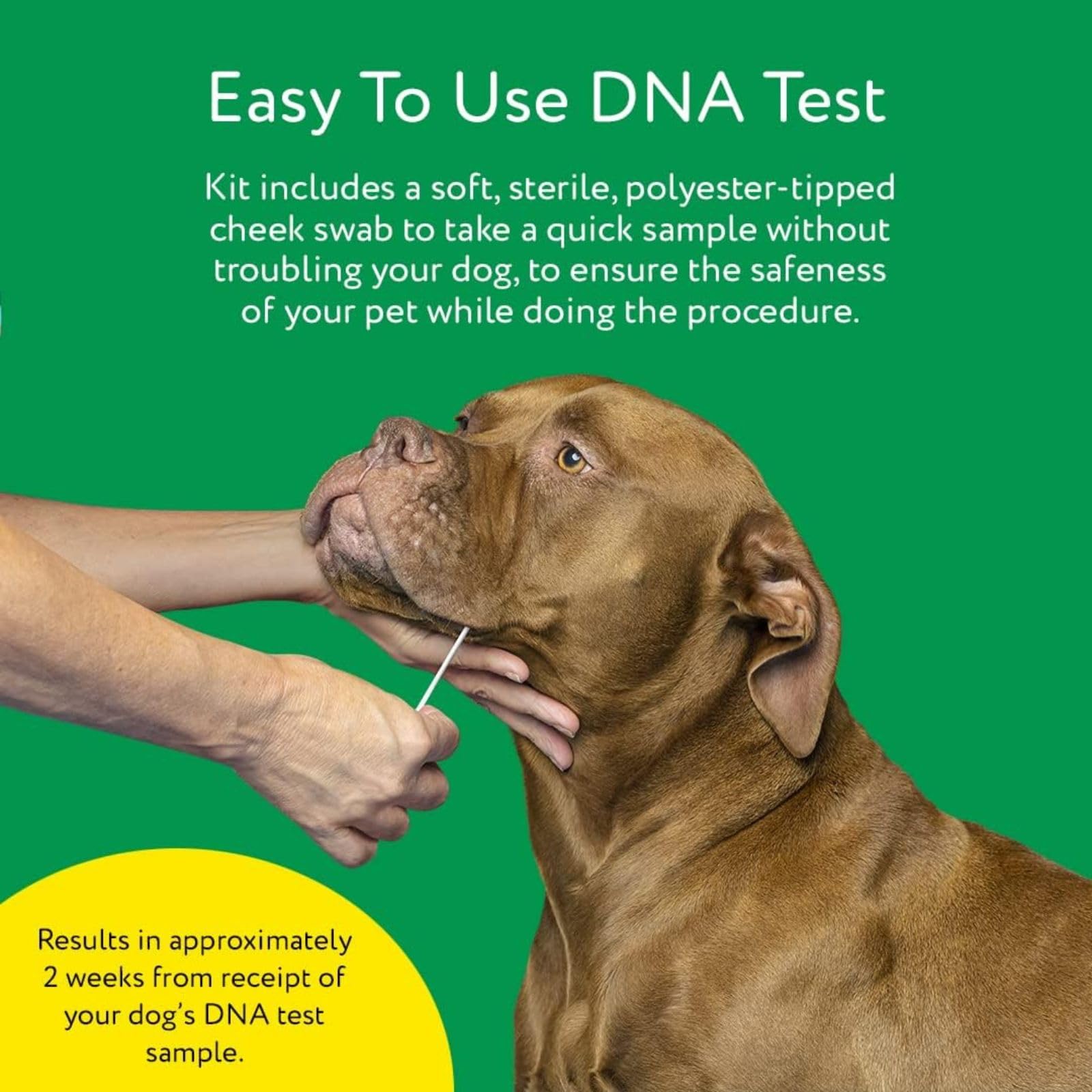 DNA MY DOG: certificado ADN descargable para guardar tu historial de raza.