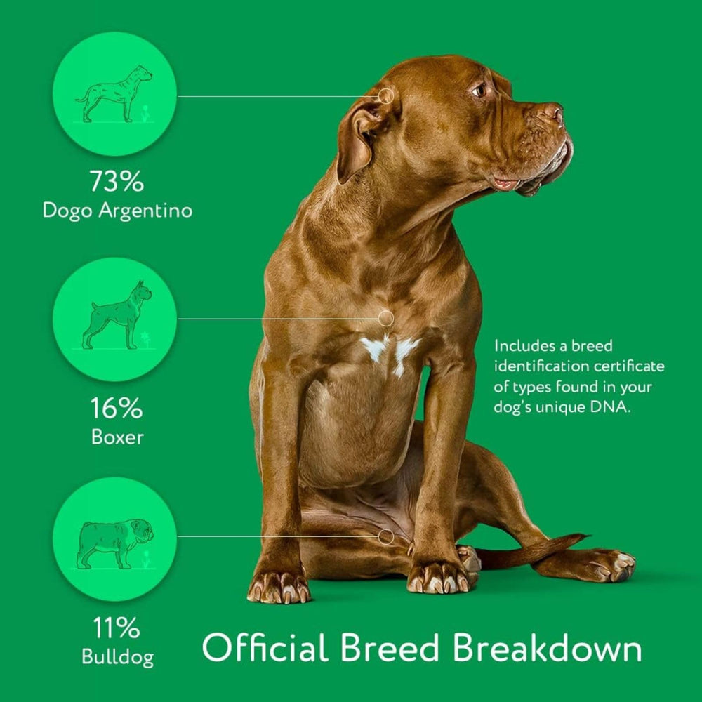 DNA MY DOG: resultados en línea para consultar en cualquier momento y descargar certificados.