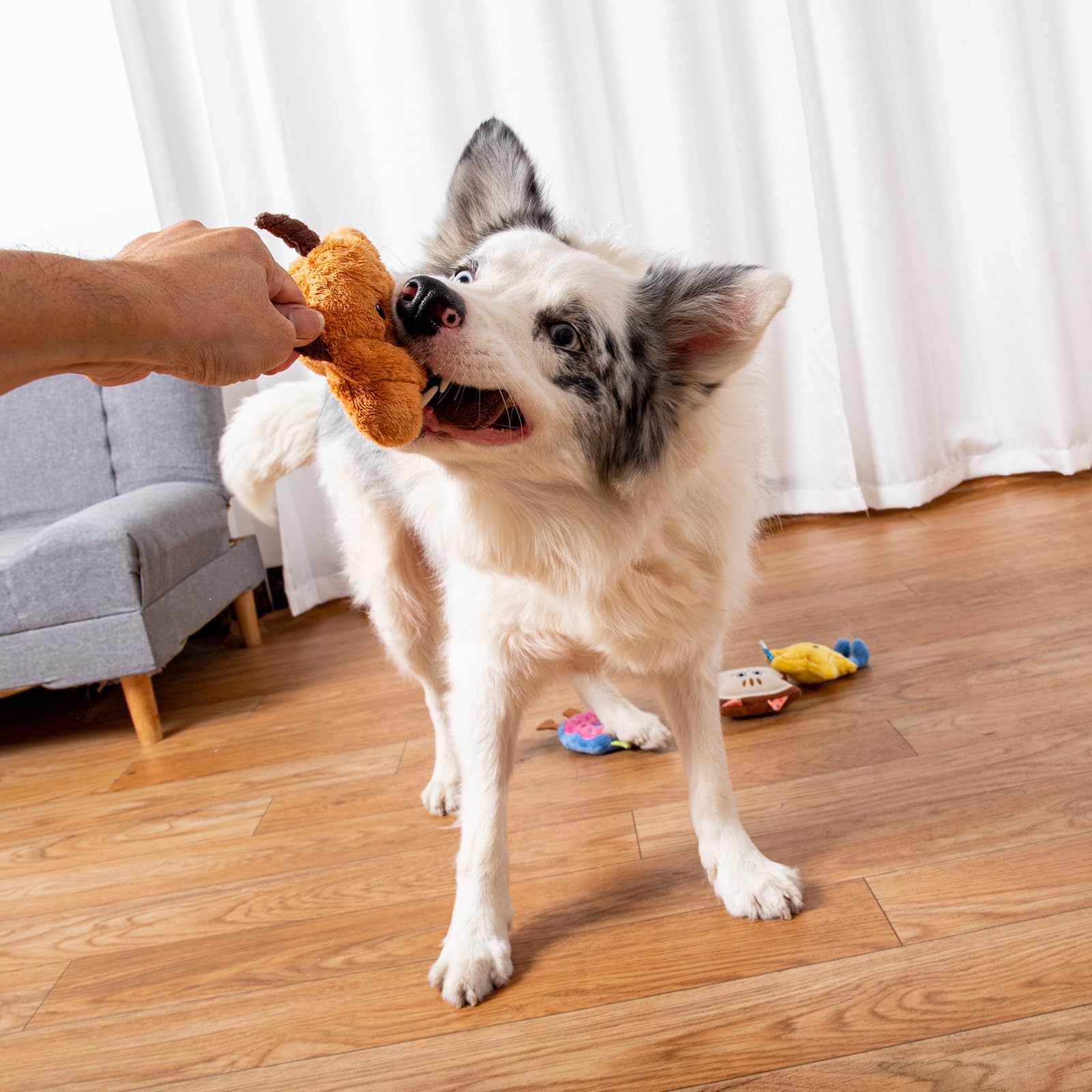 Juguete dododola ideal como regalo para celebraciones caninas