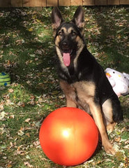 Doggie Dooley, pelota para perros grandes, ideal para perros de más de 45 kg.