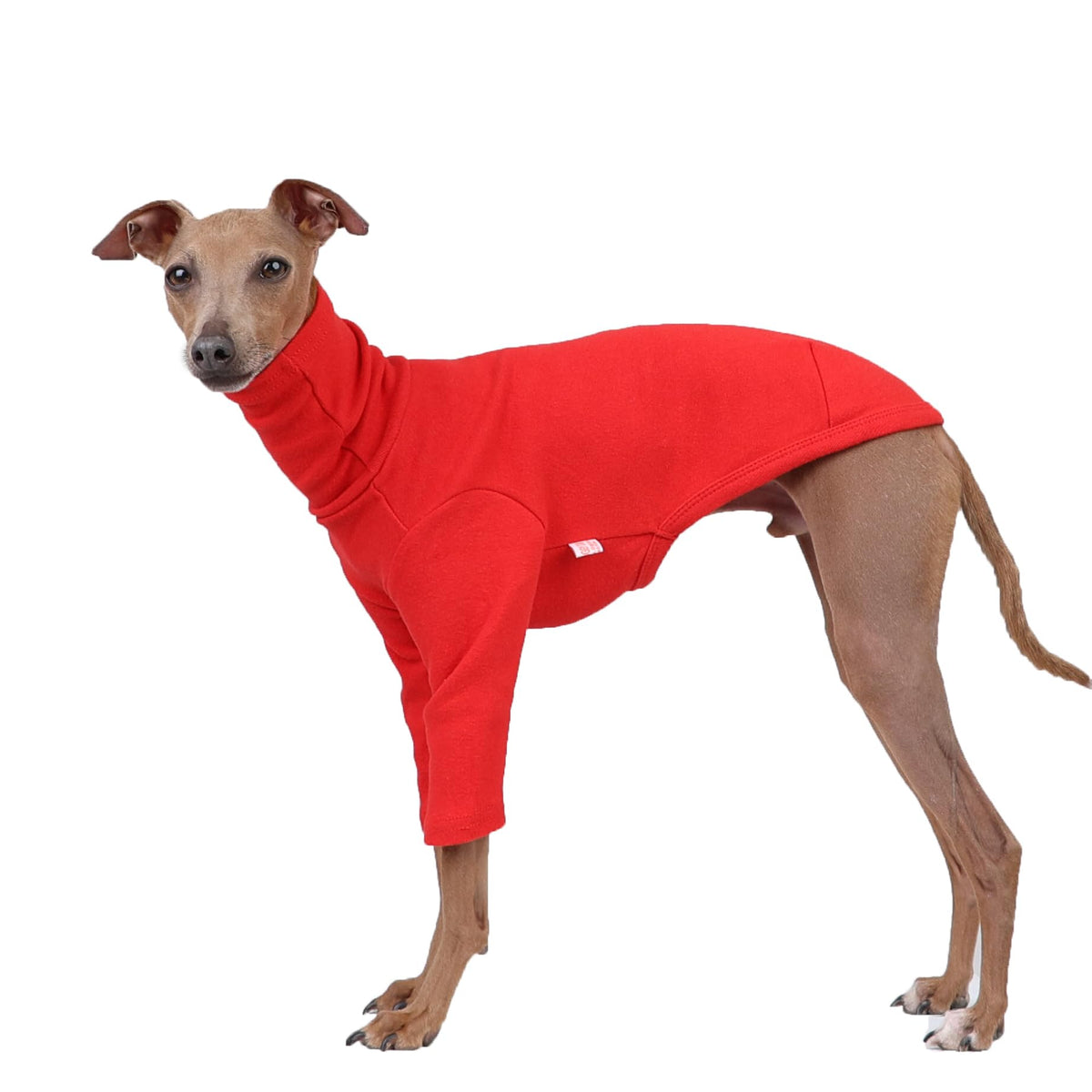 Doggystar camisita galgo italiano rojo frontal, ajuste cómodo para paseos.