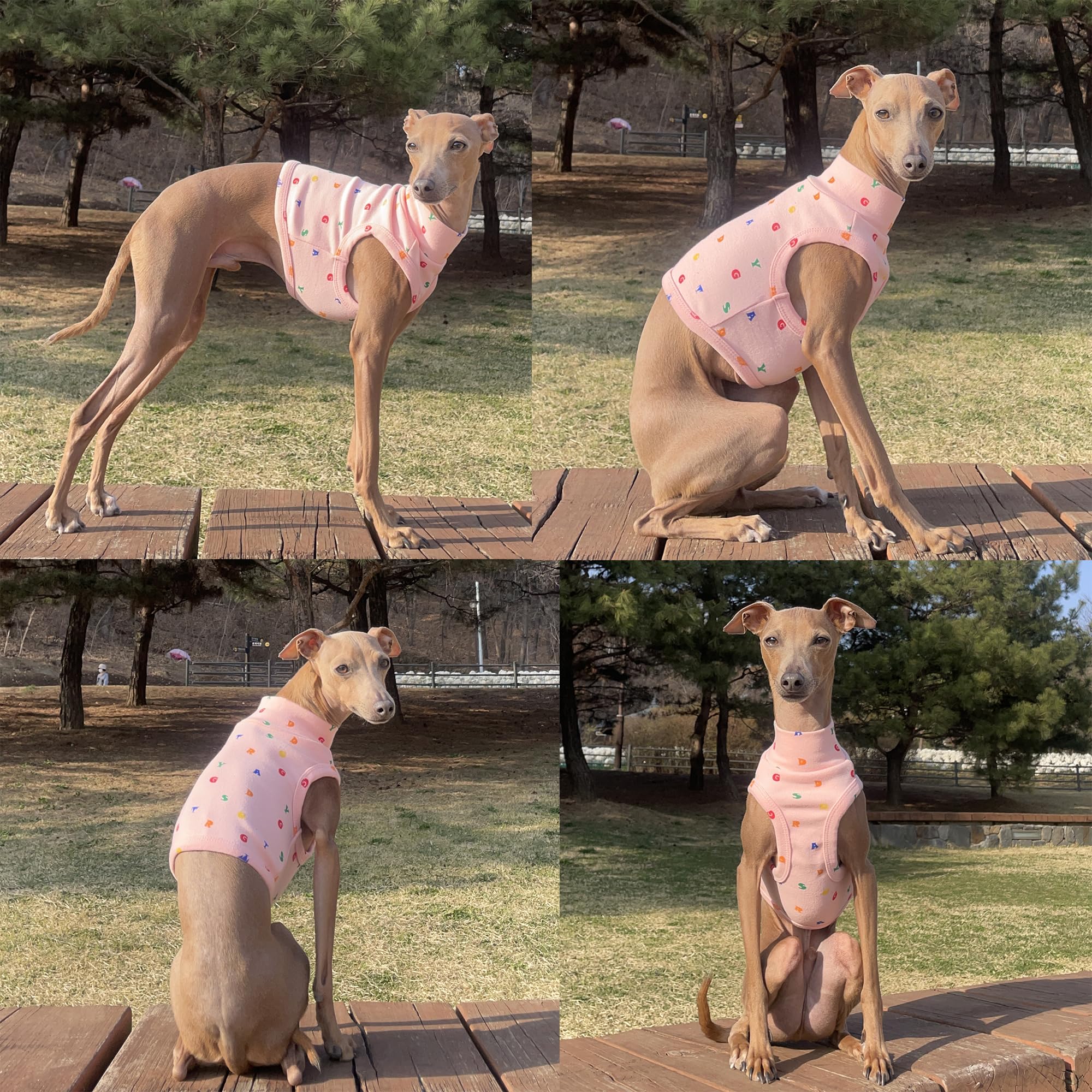 Doggystar diseño facilita ponérsela, ideal para salidas diarias