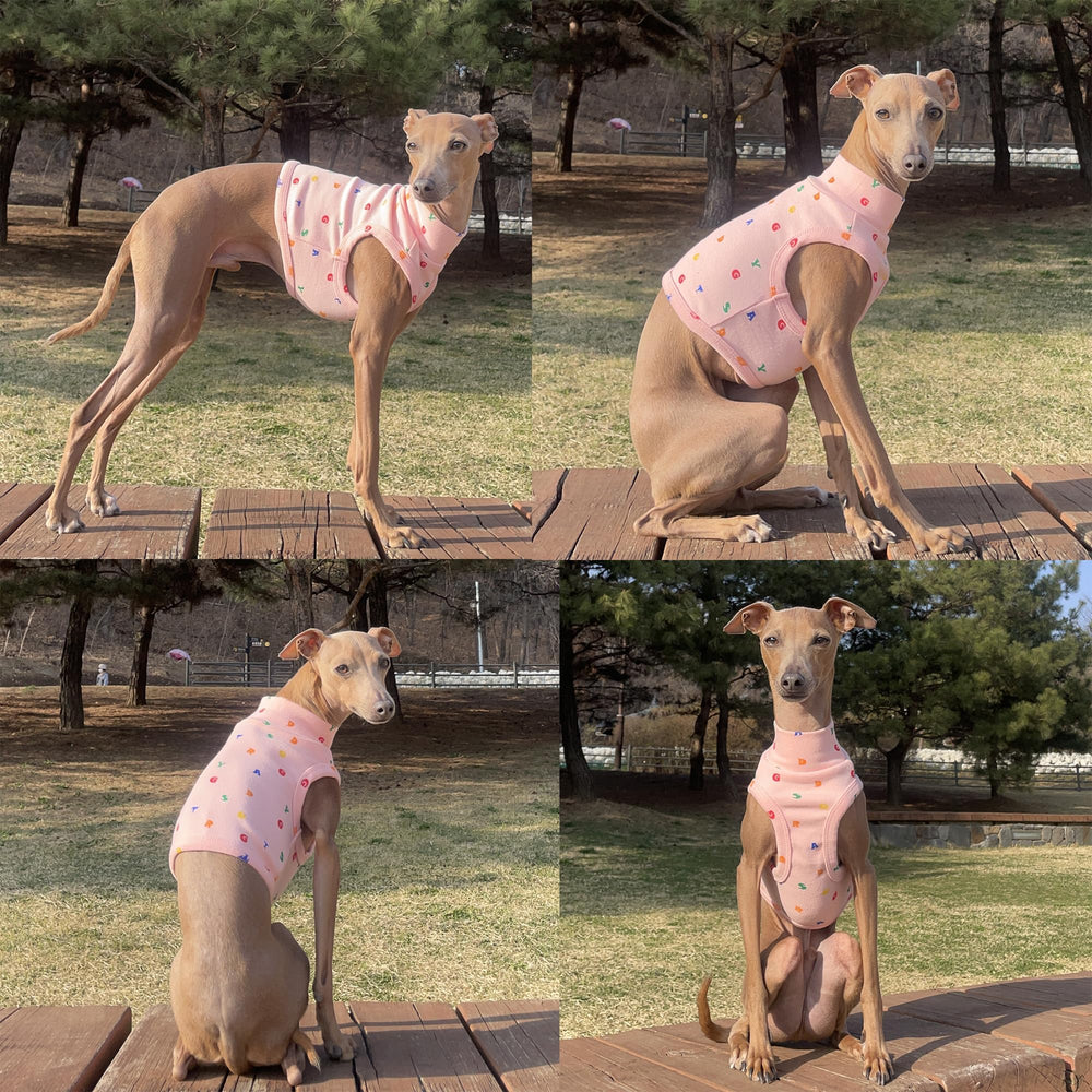 Doggystar diseño facilita ponérsela, ideal para salidas diarias