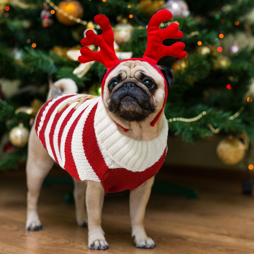DOGGYZSTYLE diseño a rayas navideñas para un look festivo.
