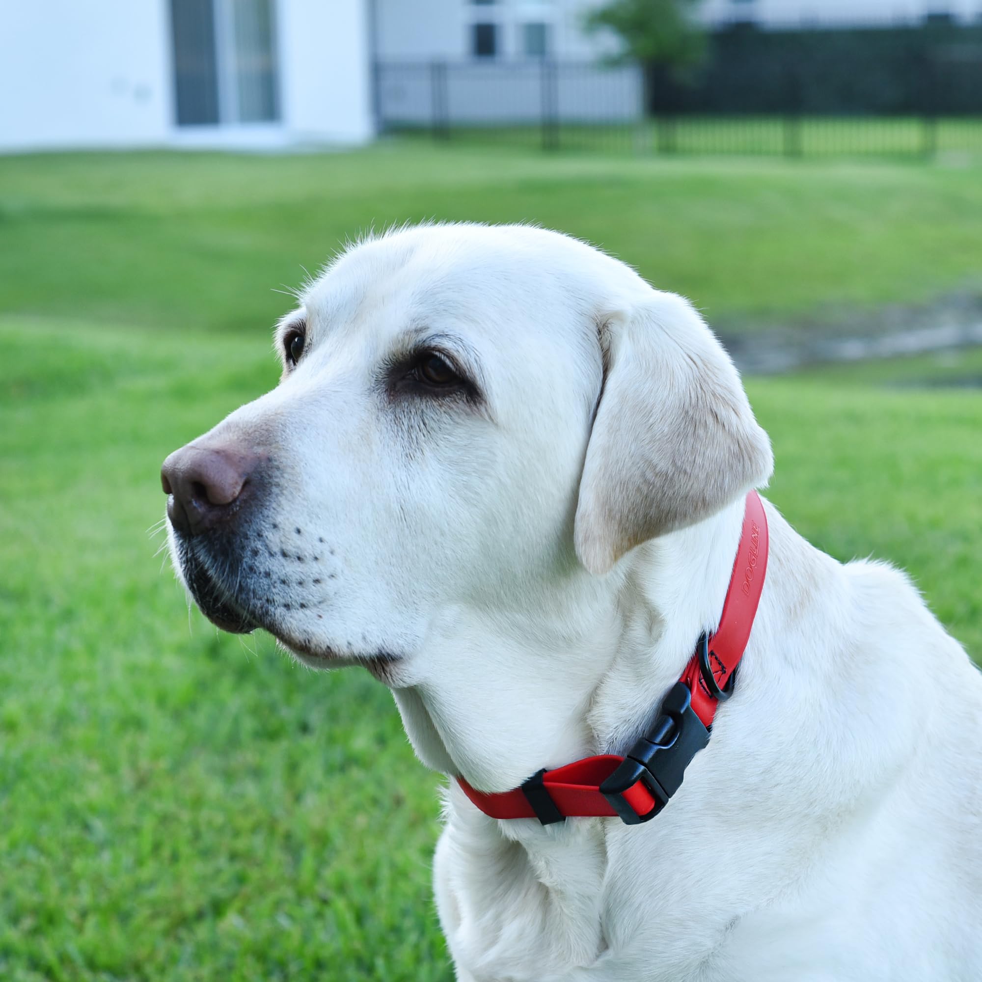 Dogline collar con aro en D para etiqueta de identificación.