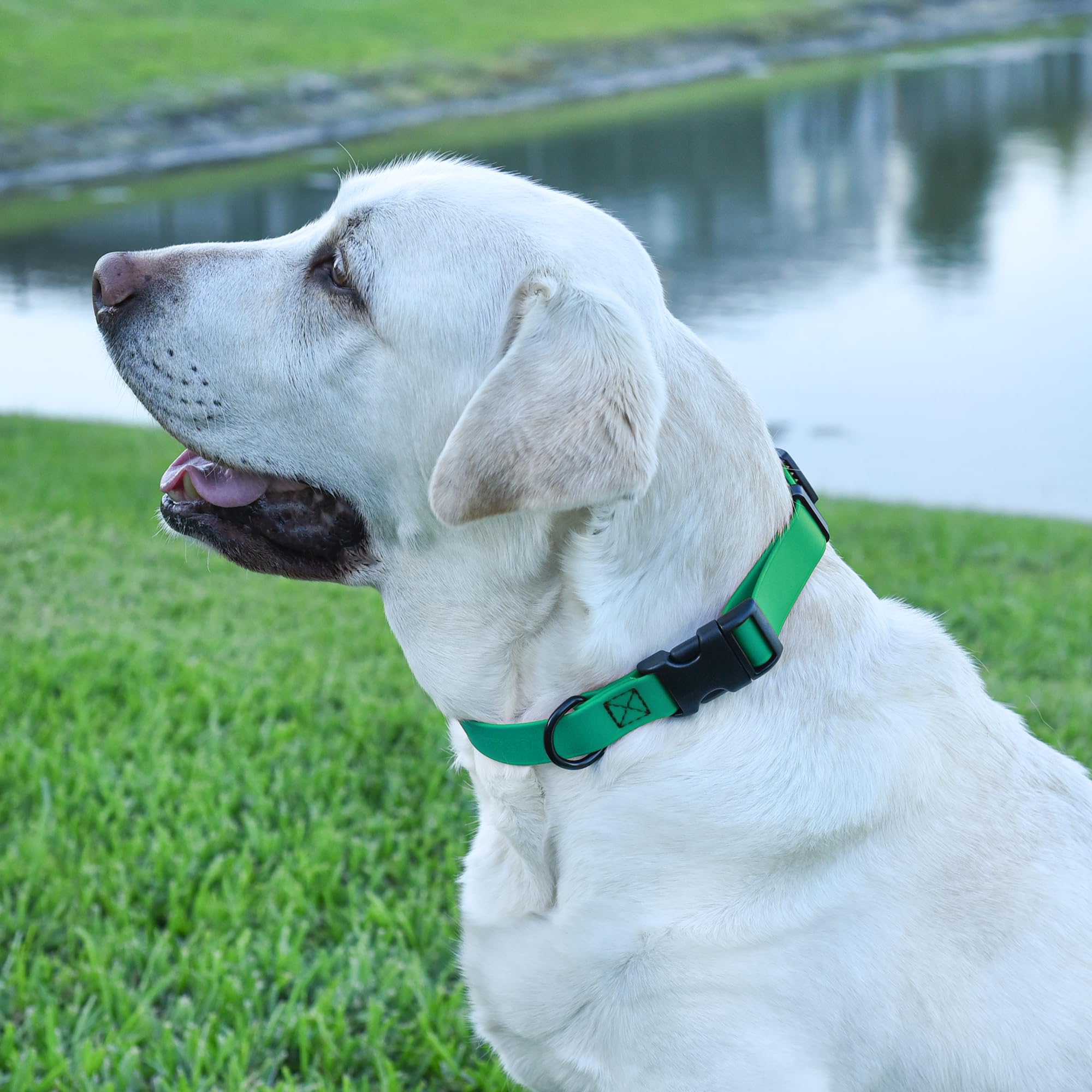 Collar Dogline Biothane ajustable para perros de todos los tamaños