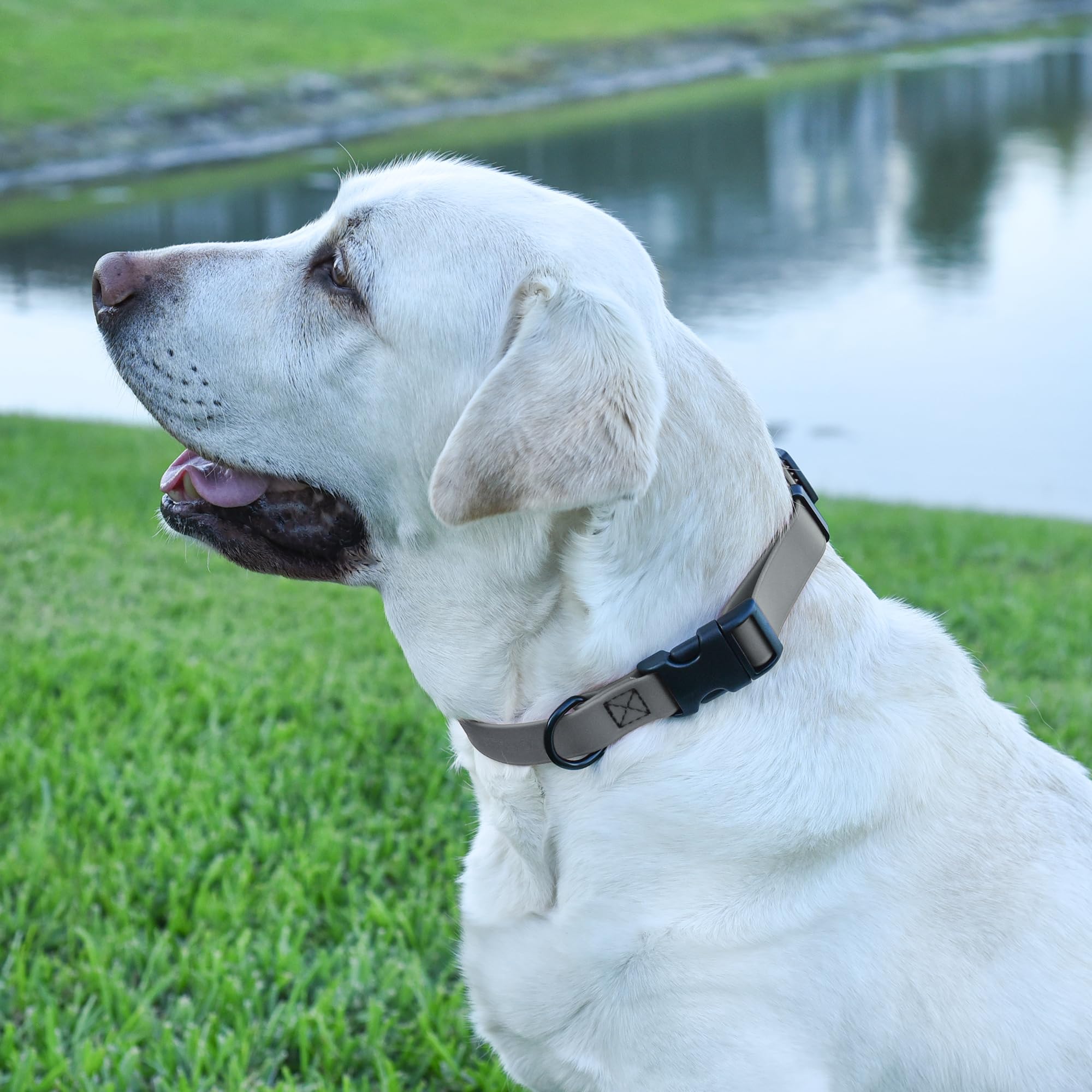 Dogline Biothane collar usado en perro activo durante juego en parque