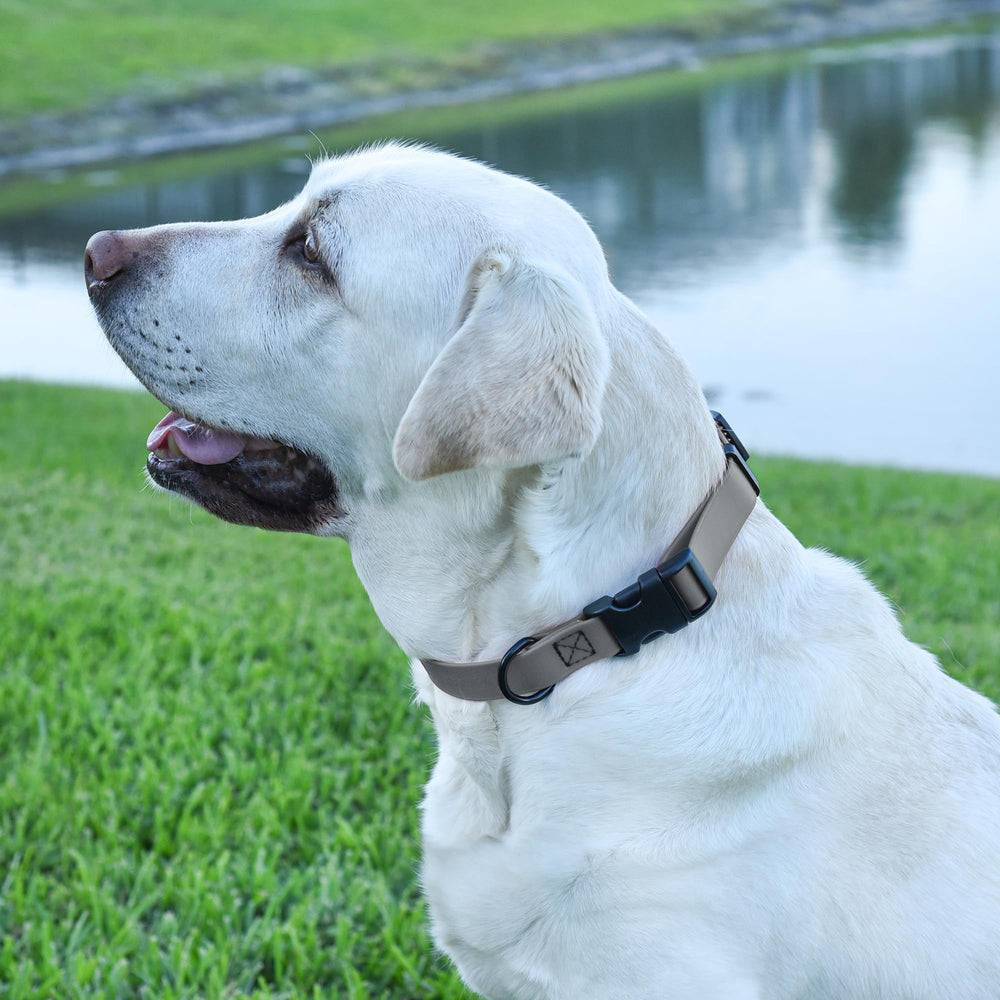 Dogline Biothane collar usado en perro activo durante juego en parque