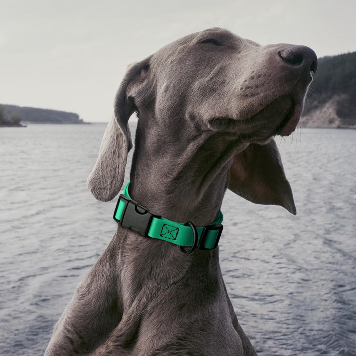 Collar Dogline Biothane disponible en 17 colores para combinar estilo