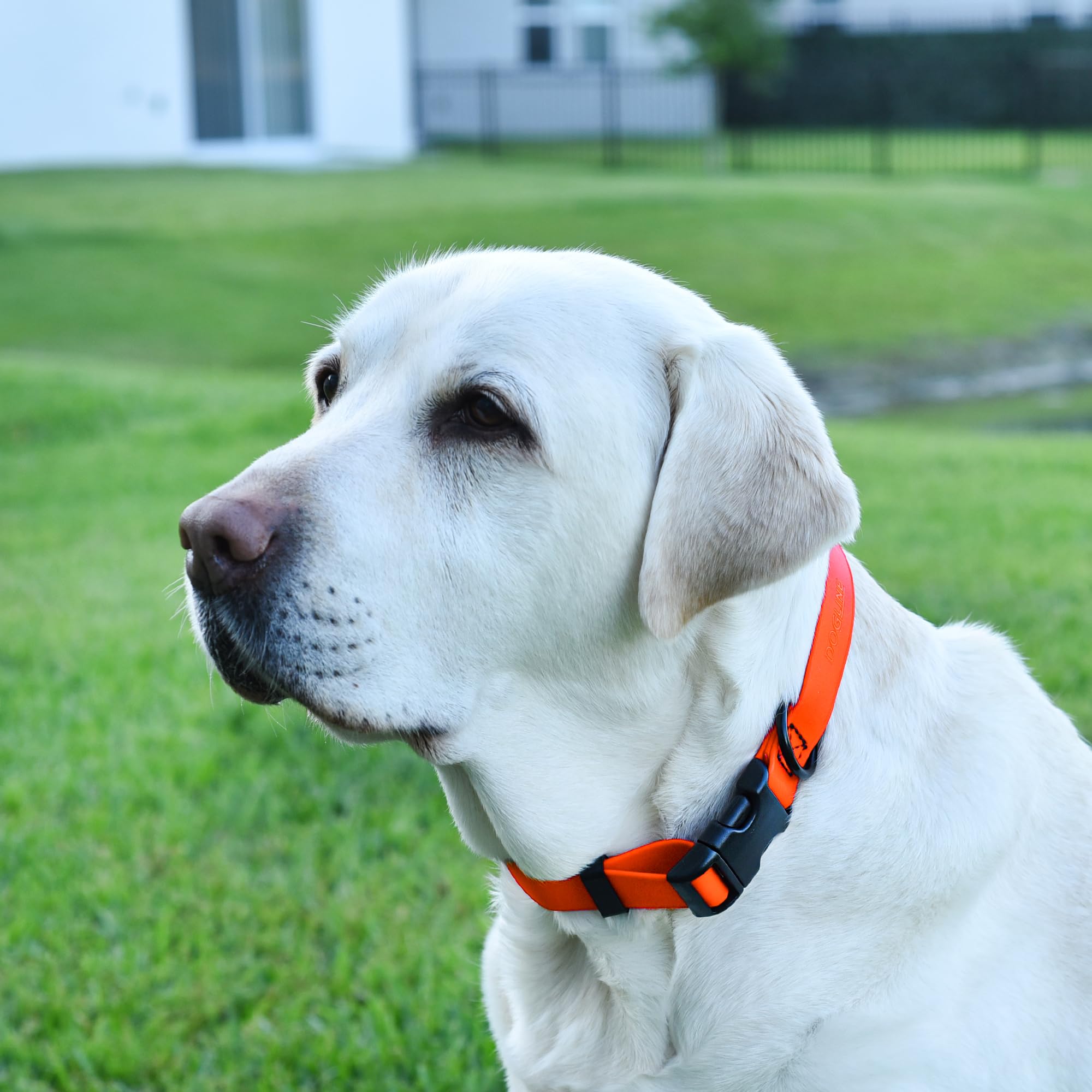 Recubrimiento impermeable del collar Dogline Biothane frente a lodo.