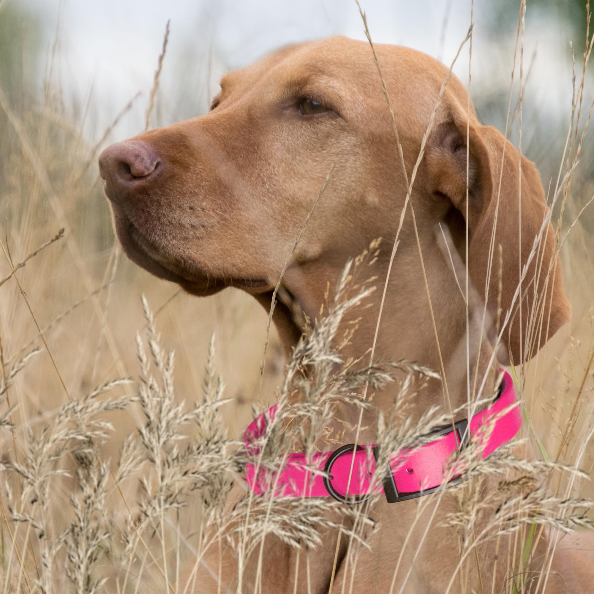 Dogline Biothane Rosa: solución de limpieza rápida para el día a día.