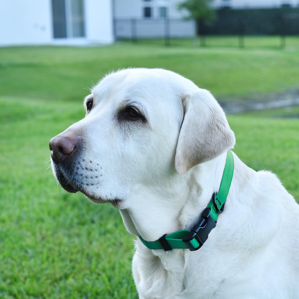 Collar Dogline Biothane con resistencia de ruptura de 500 lb