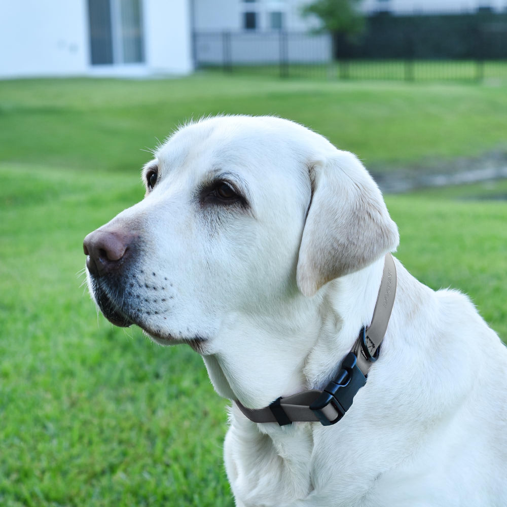 Collar Dogline Biothane disponible en 17 colores para estilos distintos