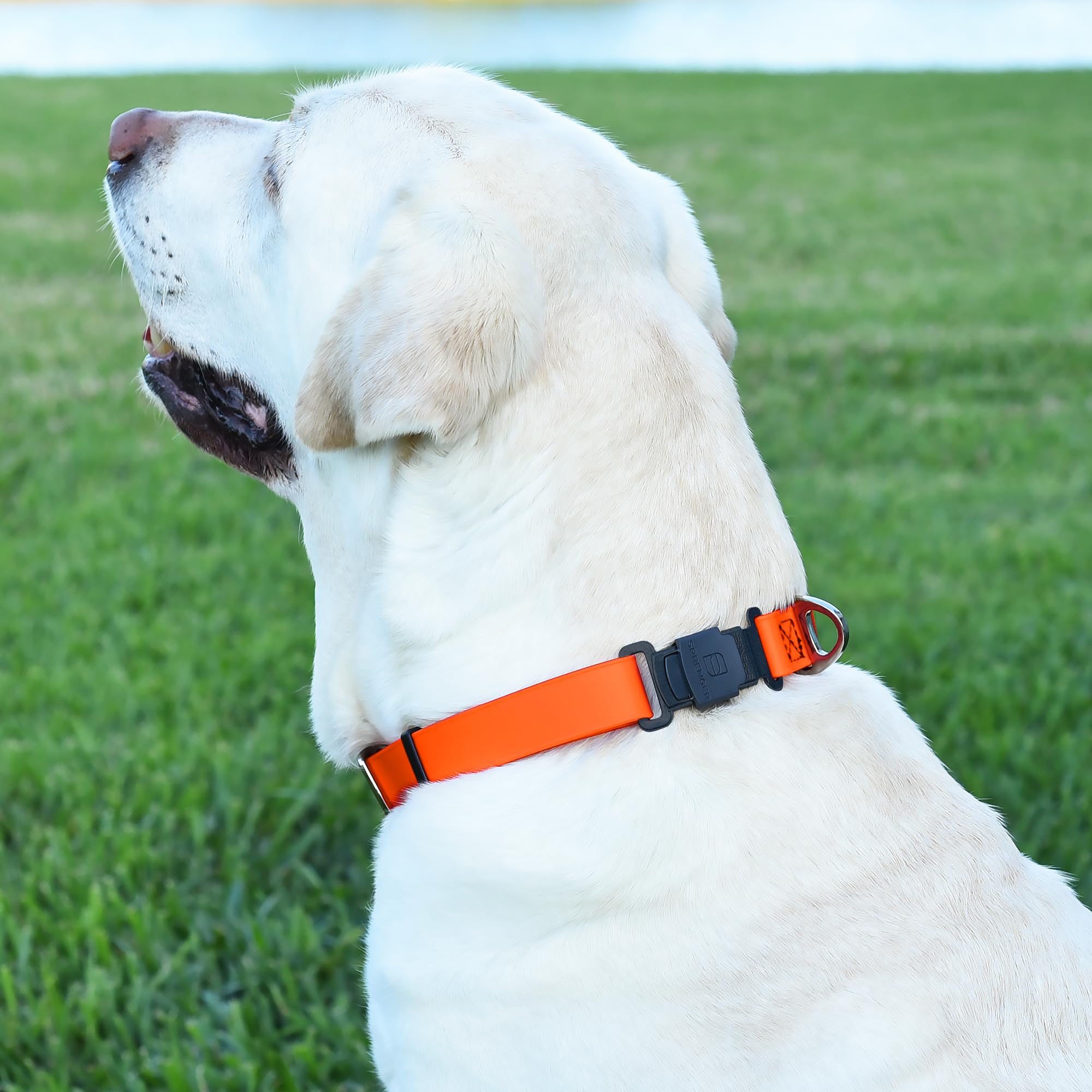 Collar azul royal para personalizar el look diario.
