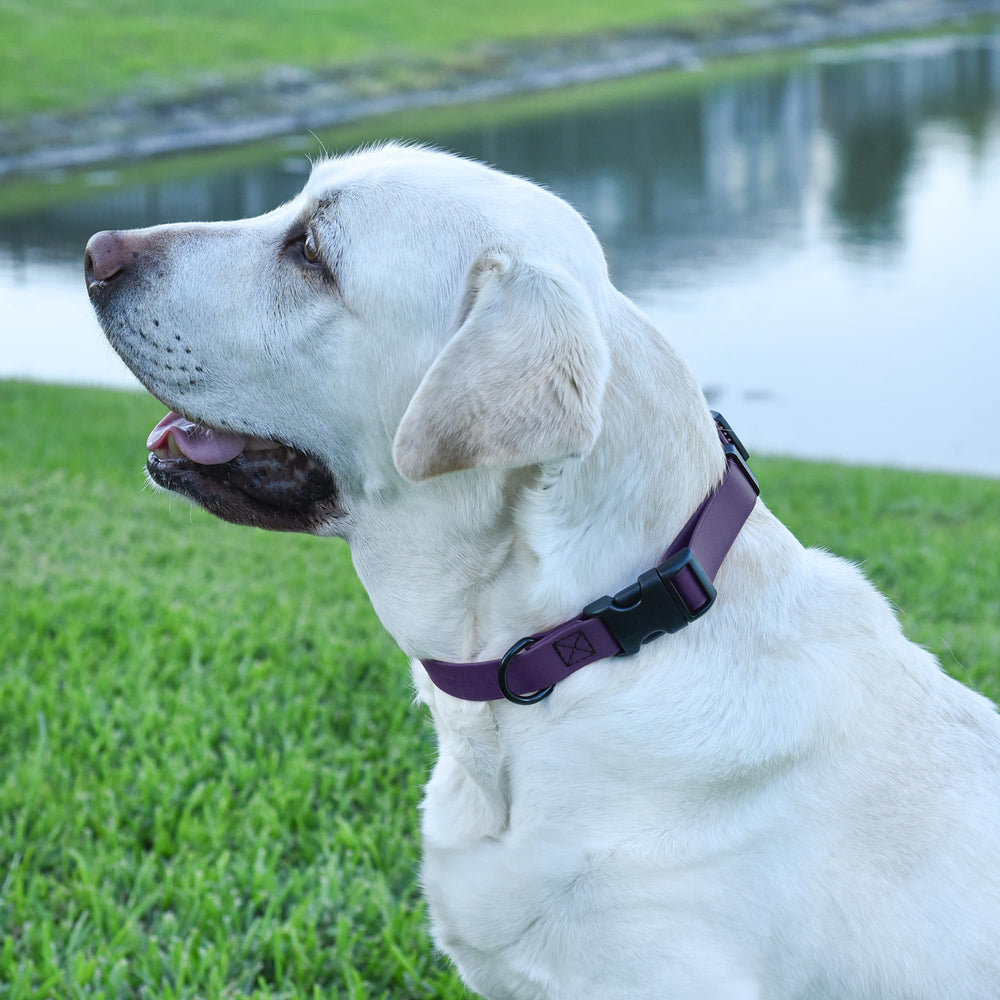 Dogline collar púrpura combina estilo y seguridad para aventuras.