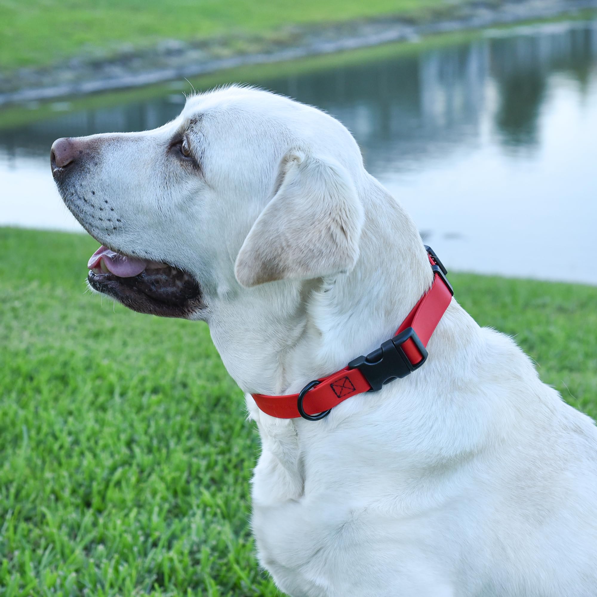 Dogline collar para paseos y juegos al aire libre.