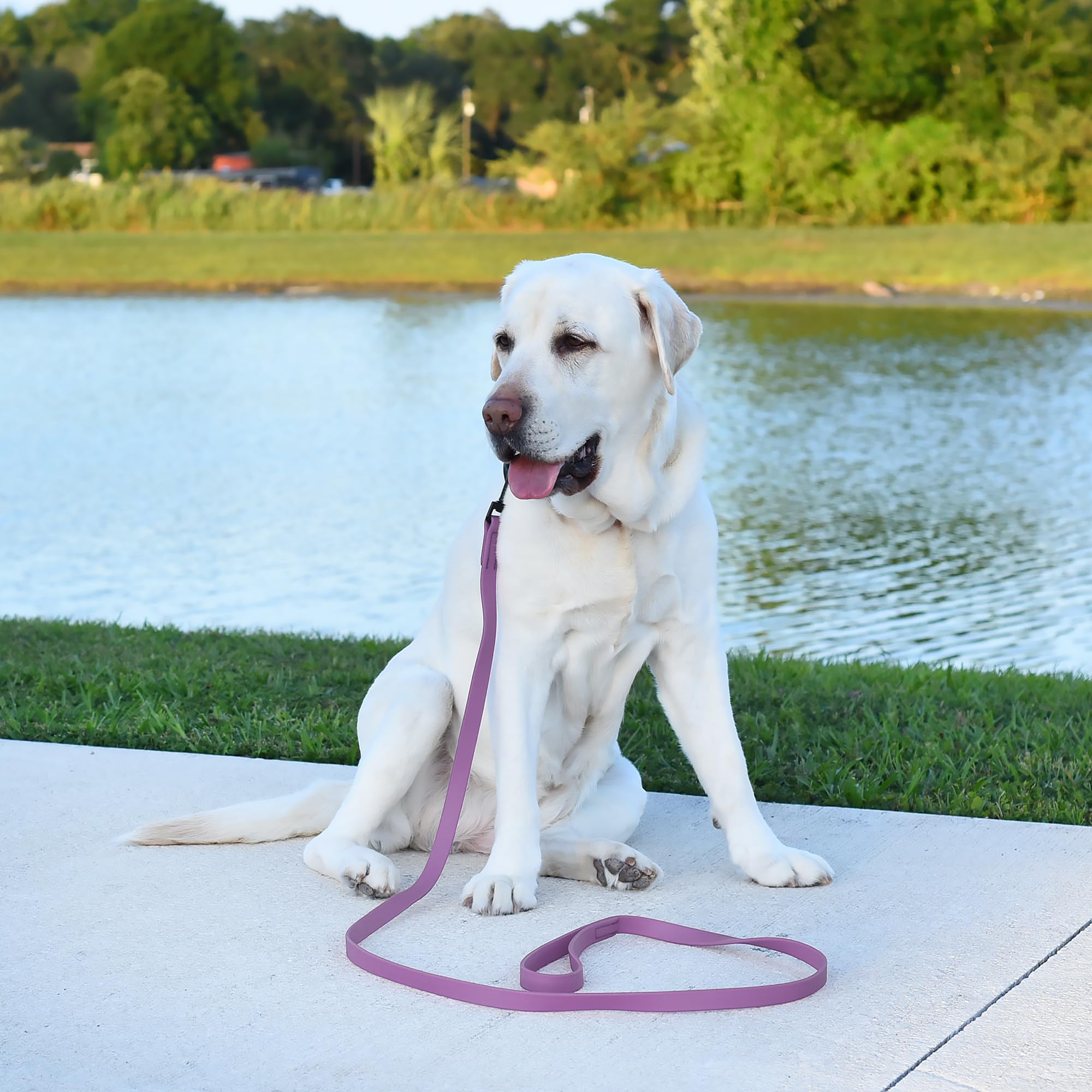 Dogline Biothane, colores vivos para distinguir a tu perro y expresar estilo.