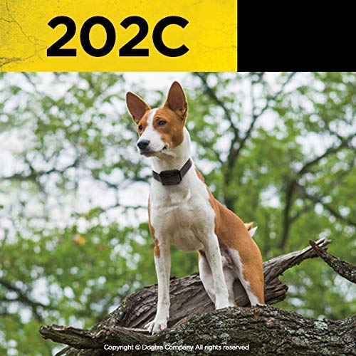 Dogtra 202C: alcance de media milla para obediencia básica.