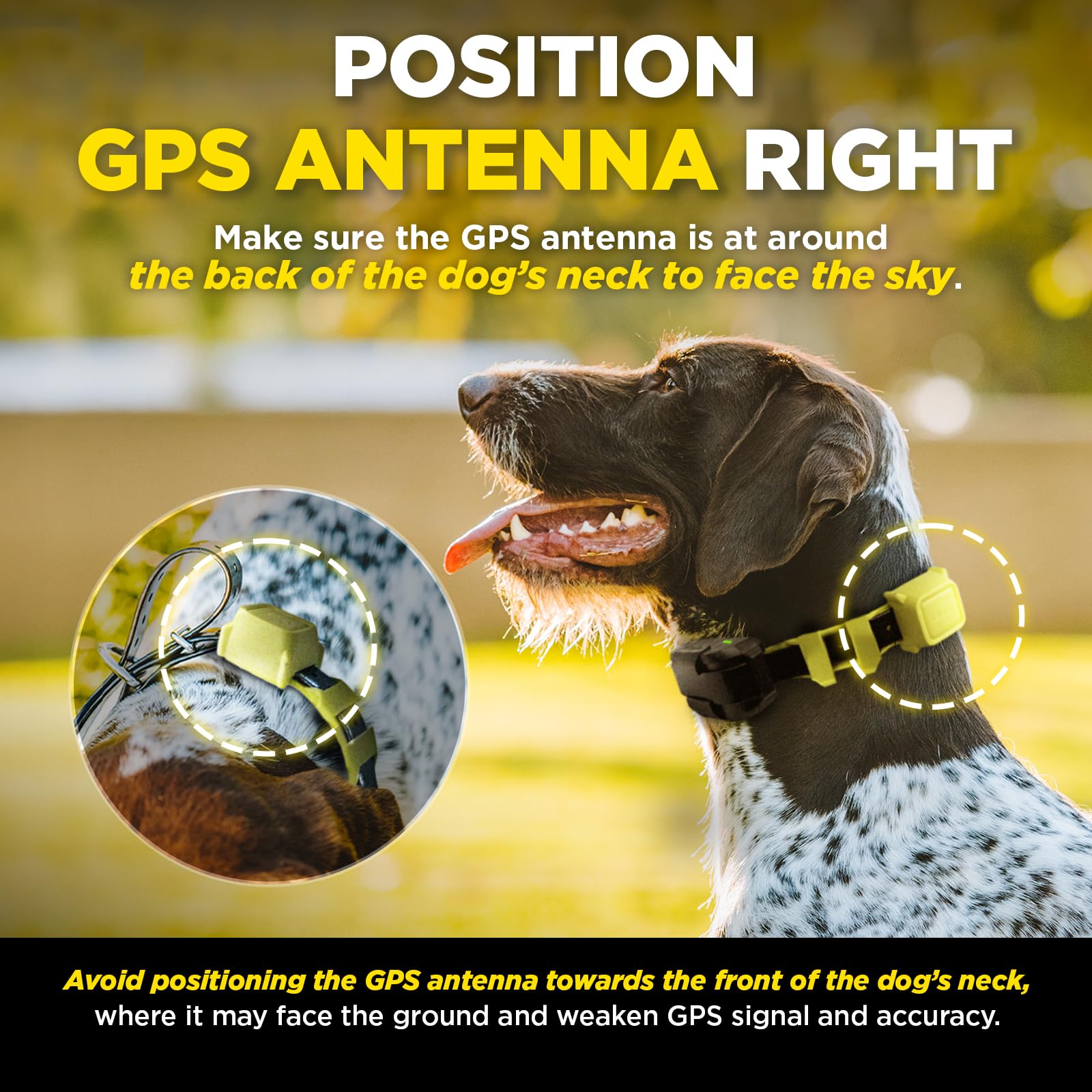 Dogtra GPS Fence: compatible con hasta tres perros desde la misma valla.